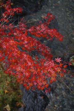 渓流の紅葉　3