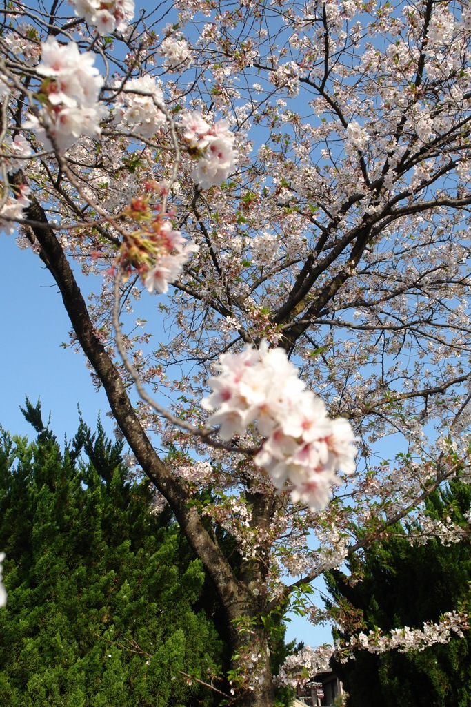 桜　最後の輝き　2