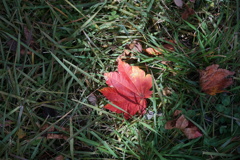 秋色 落葉 乗鞍高原にて  秋色 落葉 乗鞍高原にて