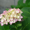 紫陽花　萌