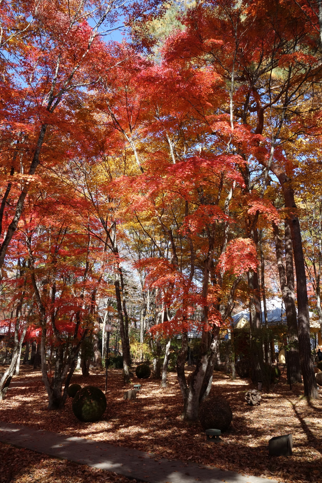 軽井沢高原教会の紅葉　2