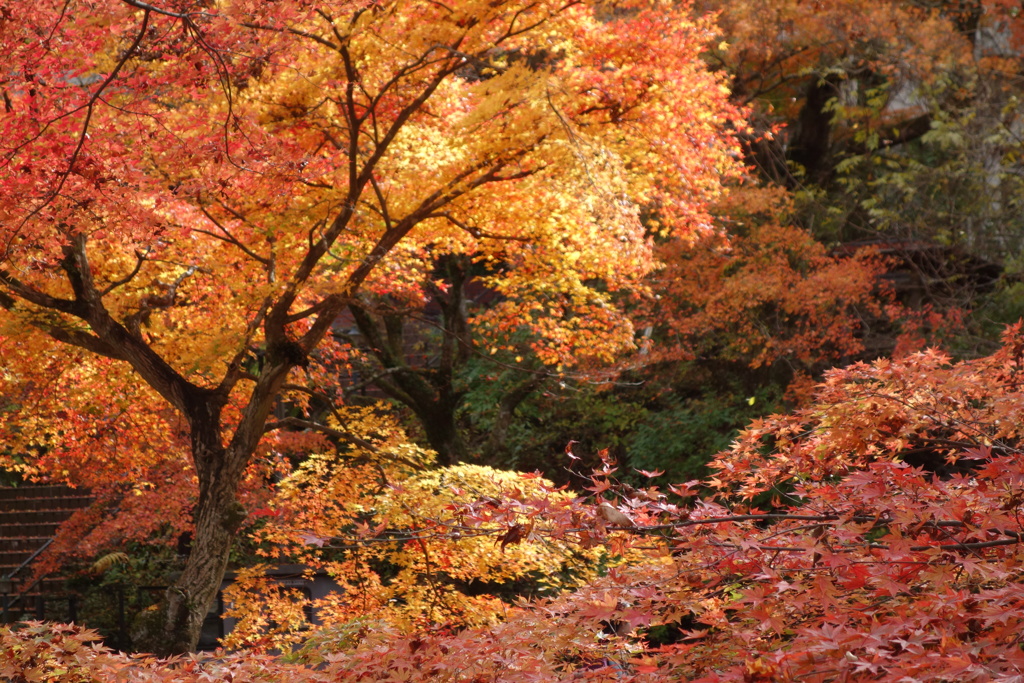 伊香保の紅葉　2
