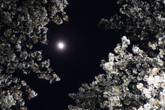 夜桜と月