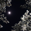夜桜と月