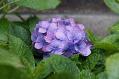 紫陽花