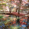 紅葉を照らす光