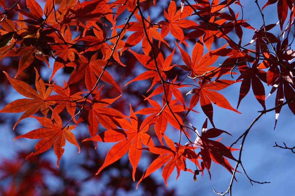 紅葉　公園にて　3