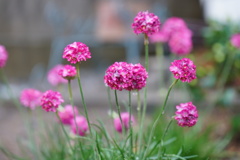 小さな花の世界　3