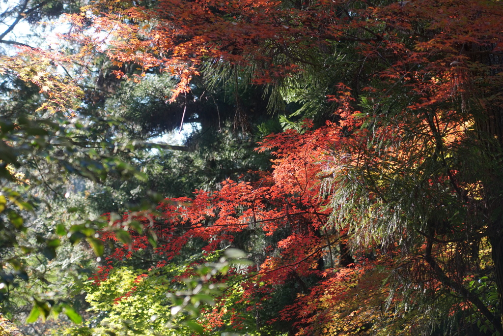 宝登山で見つけた紅葉