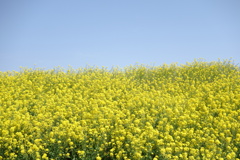 菜の花　利根川サイクリングロードにて　1