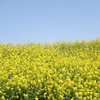 菜の花　利根川サイクリングロードにて　1