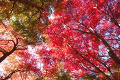 見上げたら紅葉　もみじ