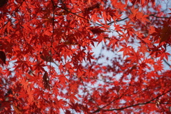 紅葉　赤の祭典