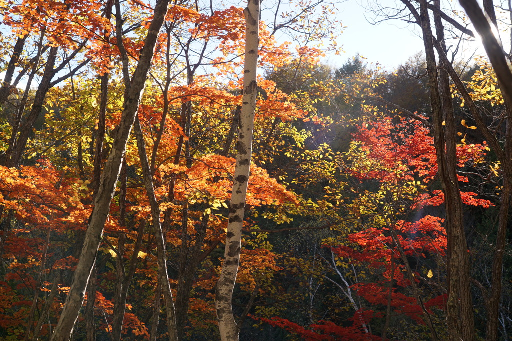 散策　乗鞍高原にて