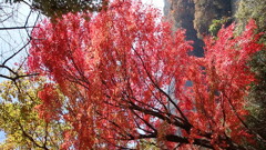 草木湖の紅葉　2