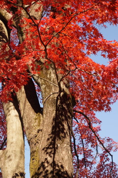 紅葉　