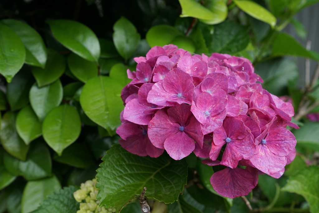 紫陽花　雨に濡れて　3