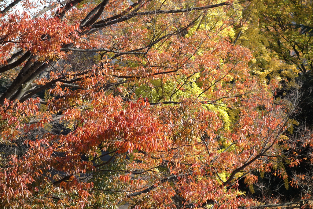 公園の紅葉　⑤