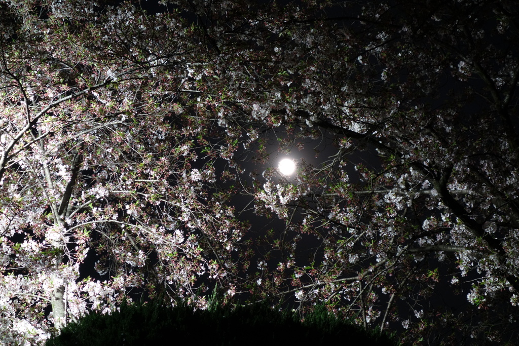 桜と月　2