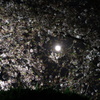 桜と月　2