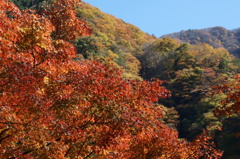 山の紅葉