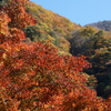 山の紅葉