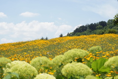 ハナビシソウとまだ見ぬ紫陽花