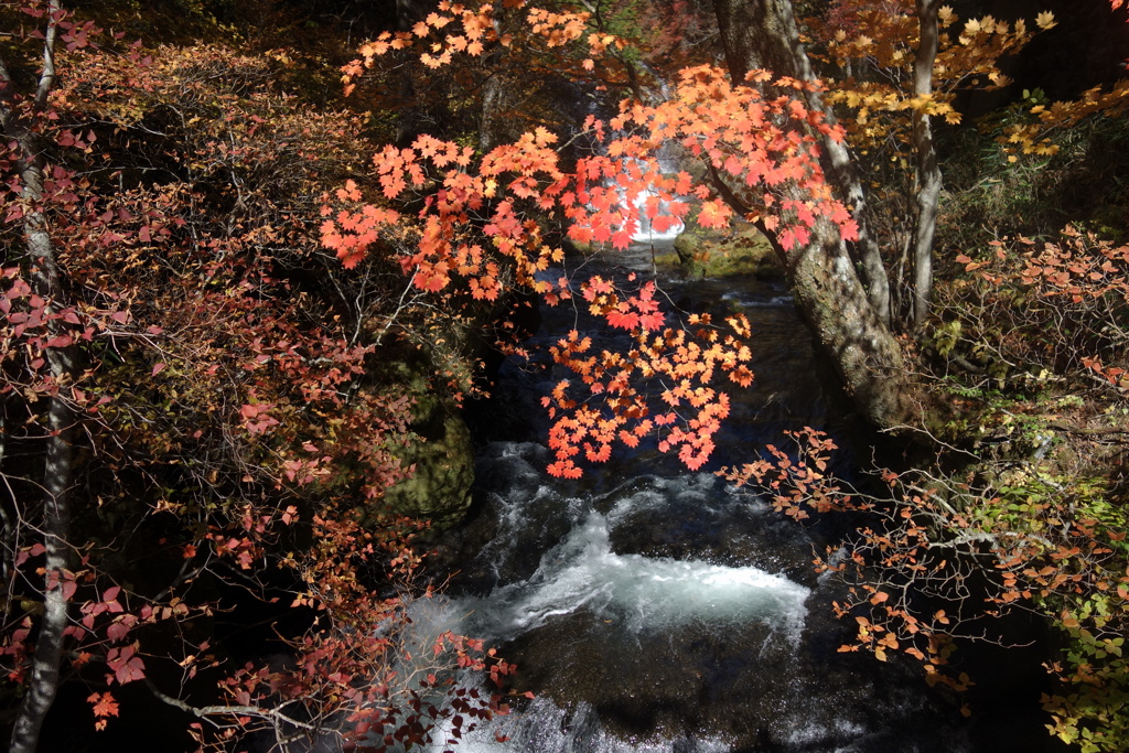 日光の紅葉　竜頭の滝にて