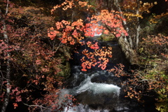 日光の紅葉　竜頭の滝にて