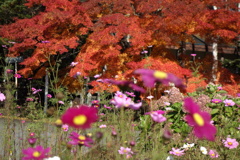 紅葉と秋桜　秋の1日