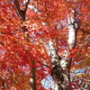 紅葉　草木湖にて