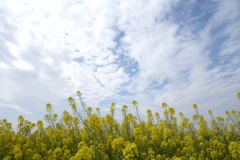 菜の花と空　利根川サイクリングロードにて