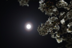 桜　満月の夜