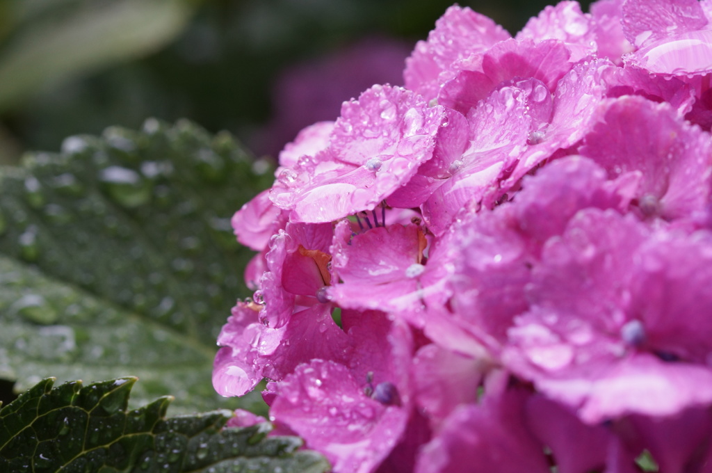 紫陽花　雨の日