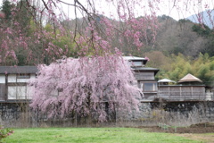 しだれ桜　道の駅あらかわ　1