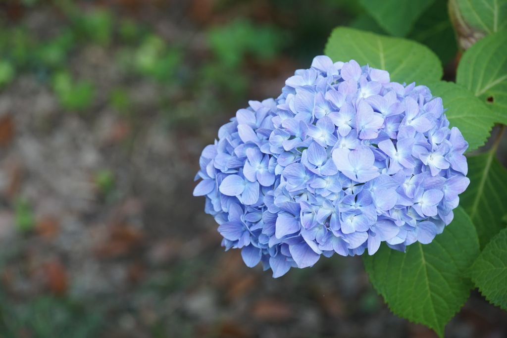 庭の紫陽花　3