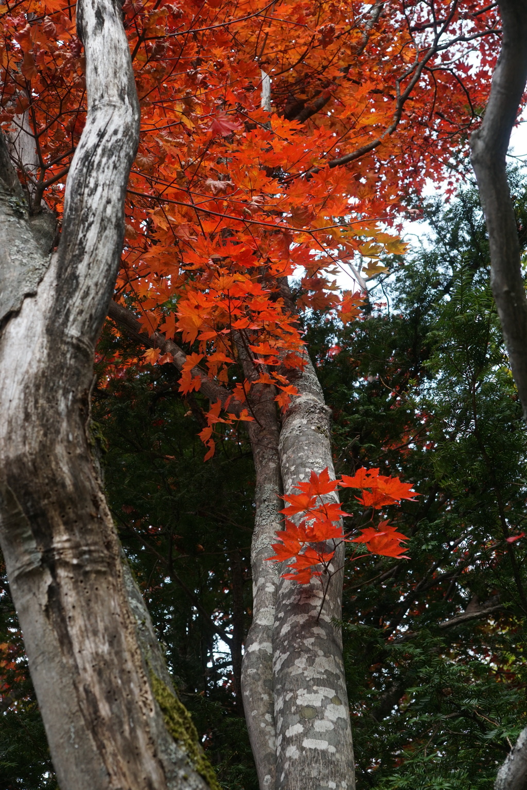 乗鞍で見つけた紅葉