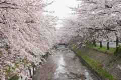 sakura