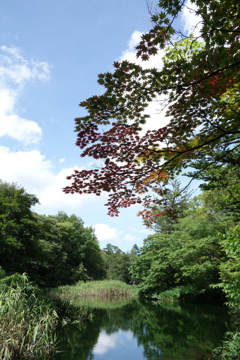 秋　見つけた　雲場池にて