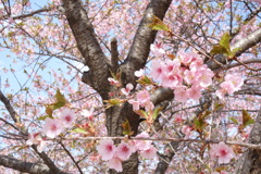 河津桜　いせさき市民のもり公園にて　①