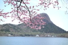榛名湖で見つけた桜　2