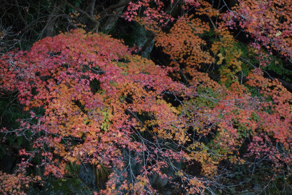 渓流沿いの紅葉　2