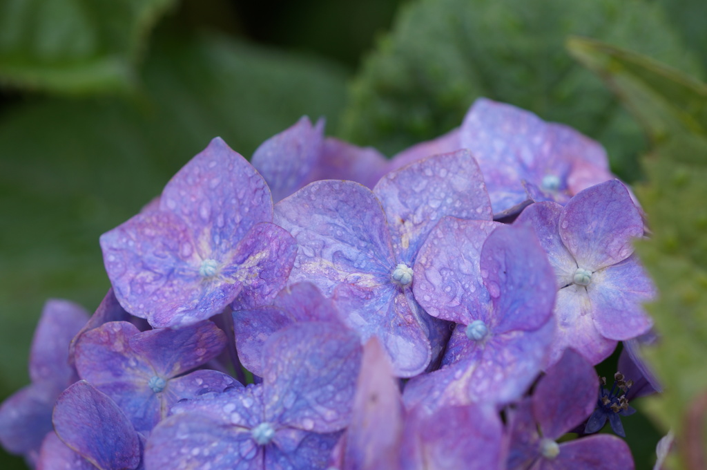 紫陽花　雨あがりの朝