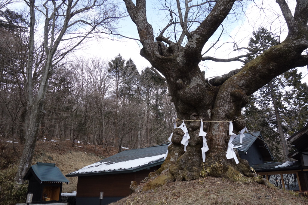 御神木　熊野神社にて