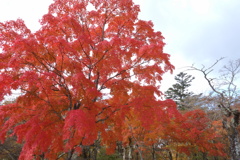 軽井沢　見晴台の紅葉