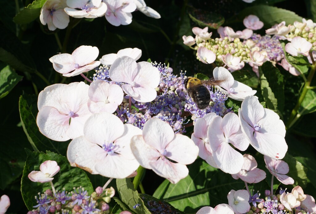 紫陽花とハチ