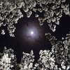 夜桜と月