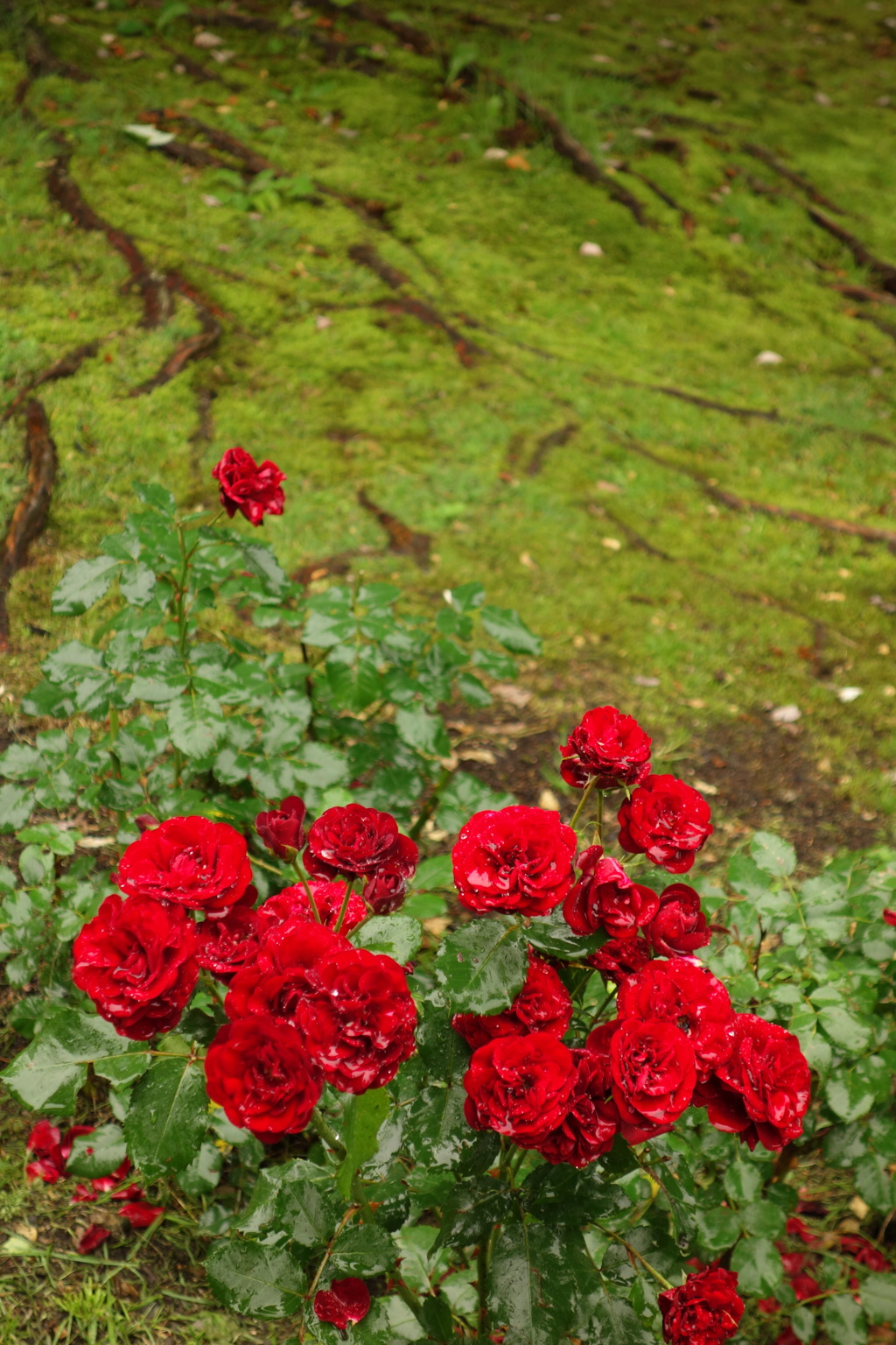 薔薇　雨の日