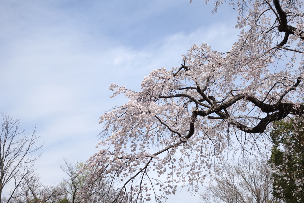公園の桜　4