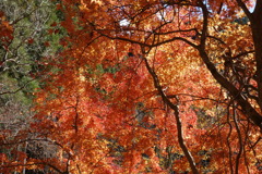 山里の紅葉　2